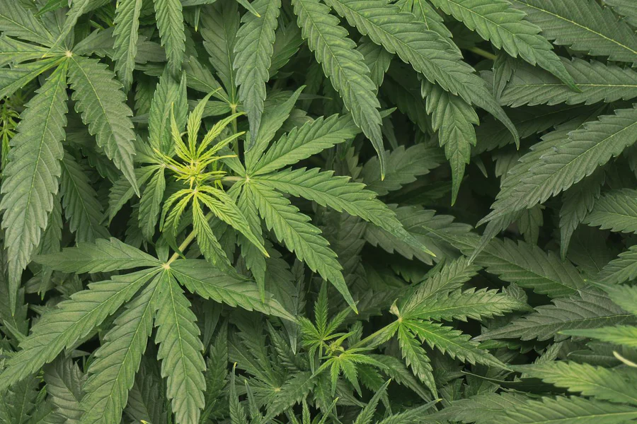 The Ultimate Beginner's Guide to Growing Hemp