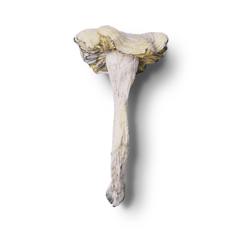 ALBINO MAGIC MUSHROOMS: EVERYTHING YOU NEED TO KNOW.