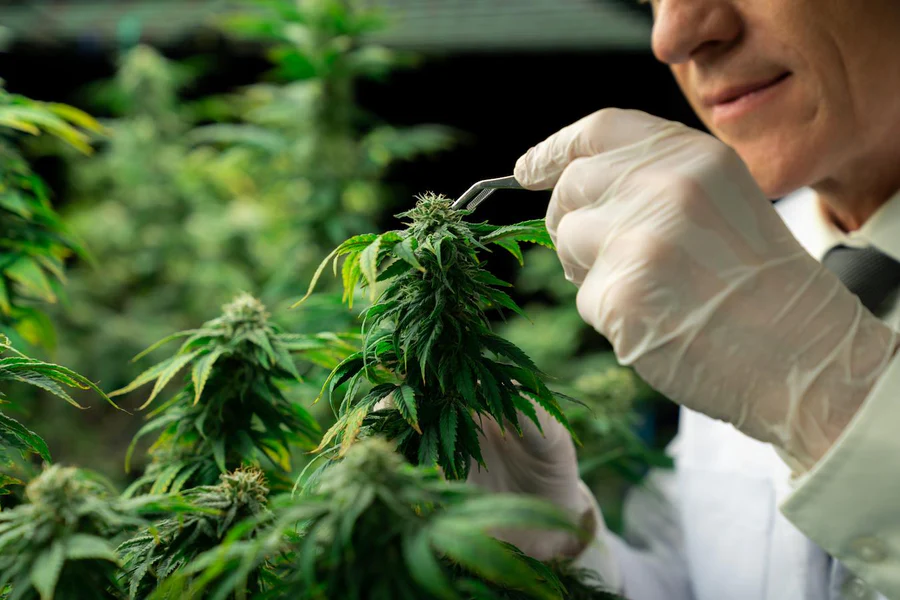 What Is THC-M? Understanding This Cannabinoid